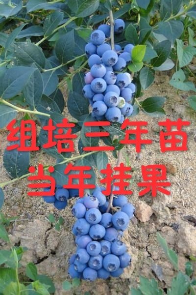 泰安兔眼蓝莓苗 莱克西，薄雾，公爵，绿宝石，蓝丰，奥尼尔，天后等品种保证