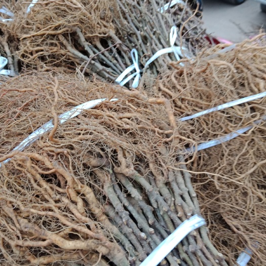 猕猴桃苗  猕猴桃实生苗，主产地苍溪，基地直供根系好无根瘤病