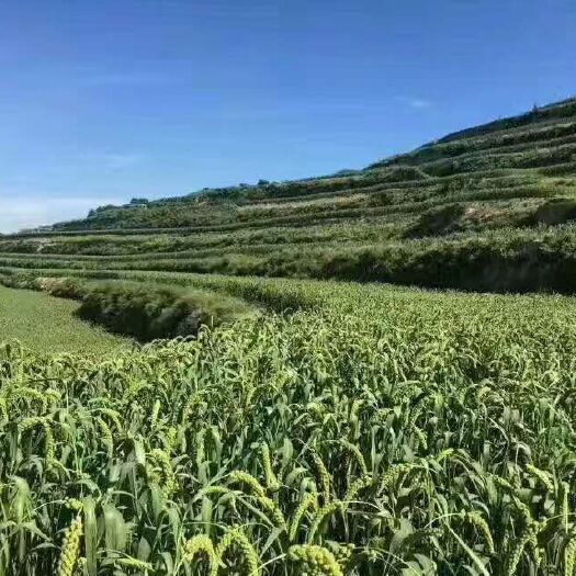 隰县黑小米 