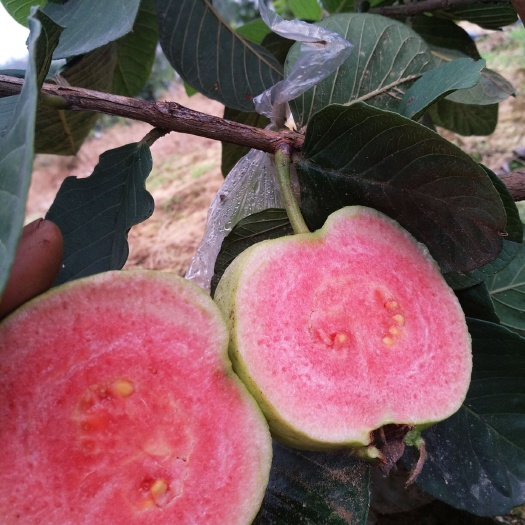 信宜市无籽少核红宝石芭乐 红肉番石 番石榴