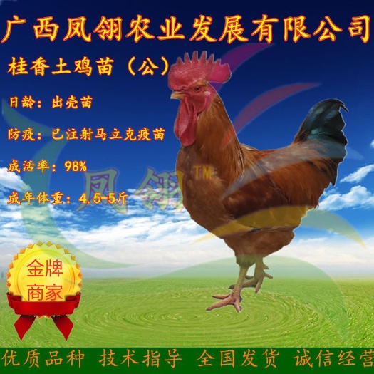 南宁桂香土鸡苗 公