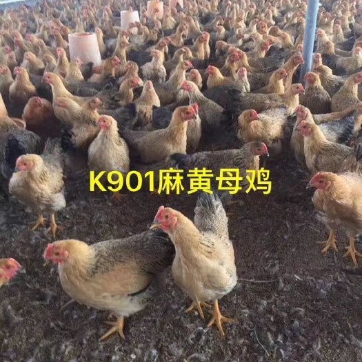 广州K9鸡苗 