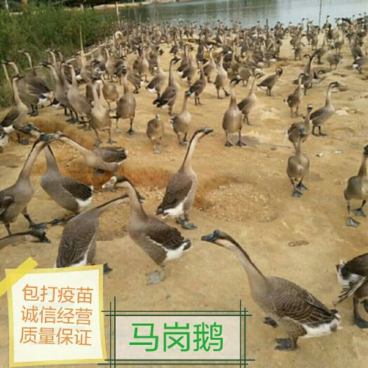 南宁马岗鹅苗