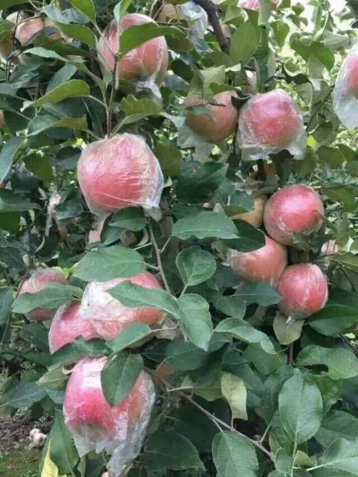 冰糖心苹果苗 0.5~1米 