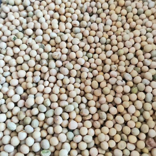 克山县黑龙江大豆 生大豆 4等品 