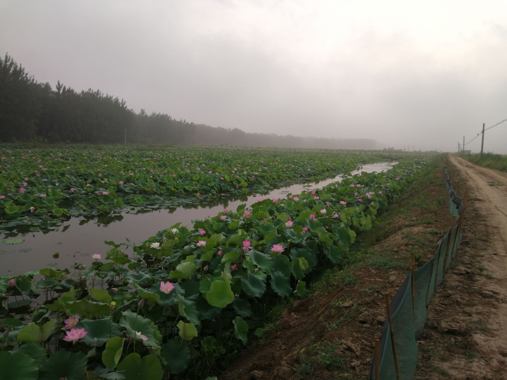 太空6号 35~40cm 3-5cm 