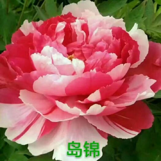 菏泽岛锦牡丹   牡丹，观赏牡丹，牡丹苗，
