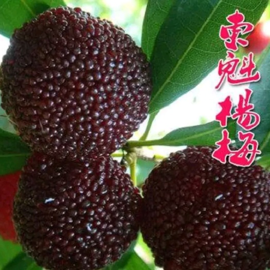 平邑县东魁杨梅树苗 
