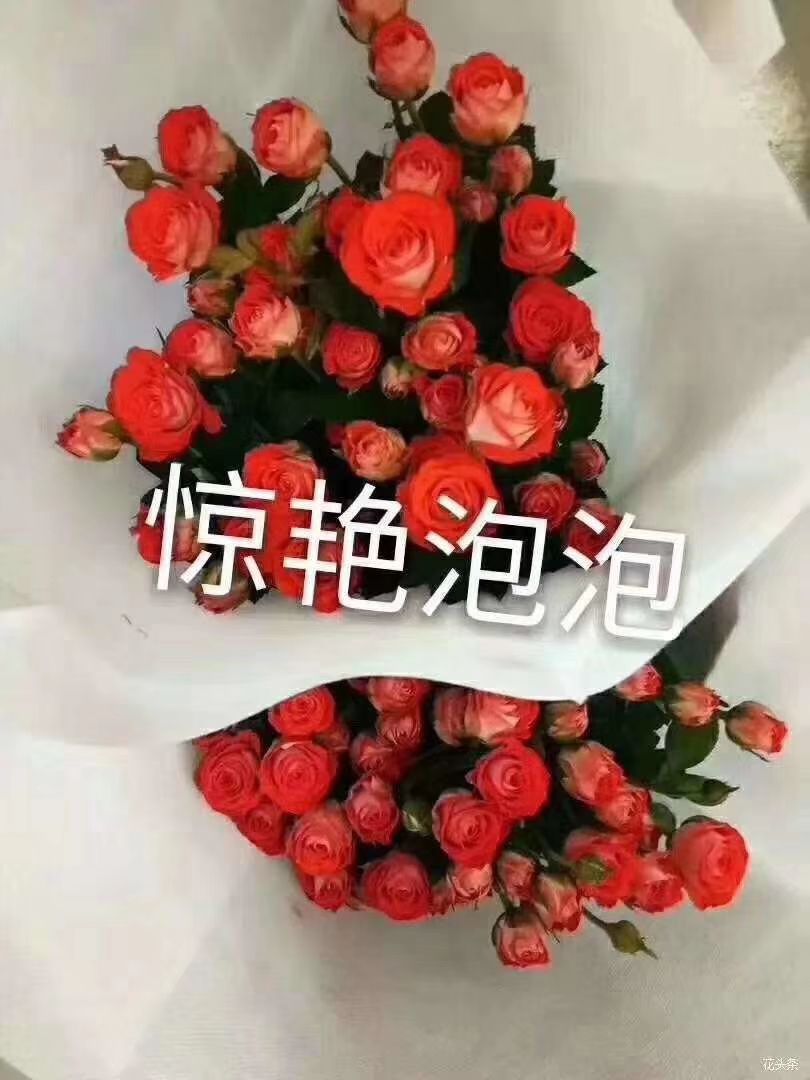 多头玫瑰  小苗