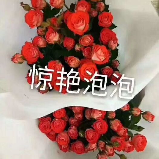 昆明多头玫瑰  小苗