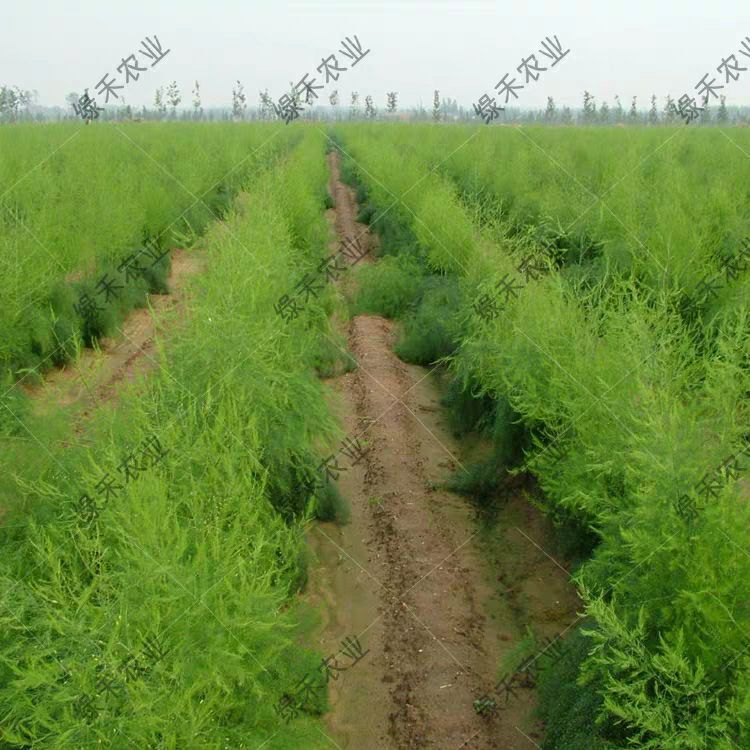 山东供应高发芽率85%以上芦笋种子种苗附技术指导支持散装发货