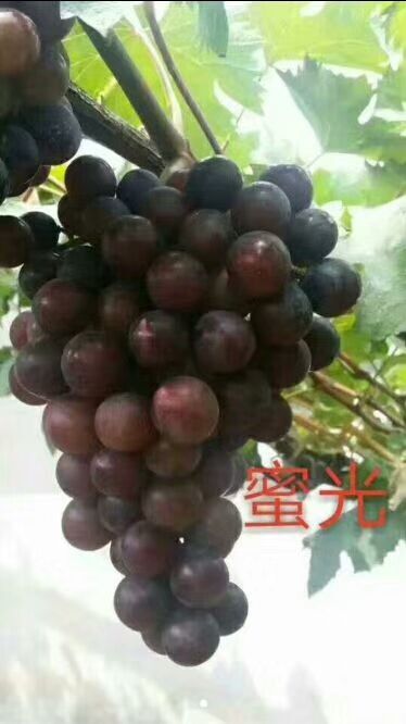 卢龙县蜜光 葡萄苗