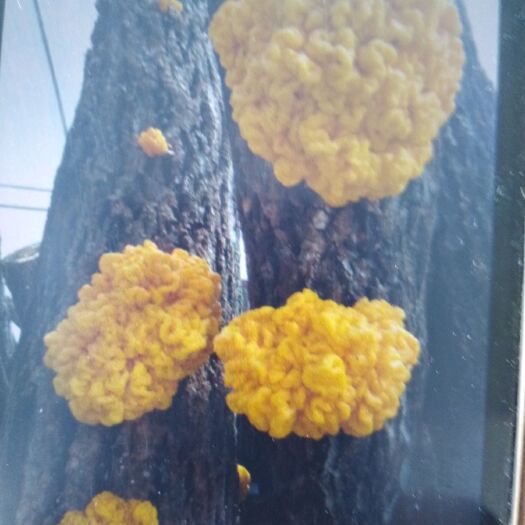康县木耳菌种 