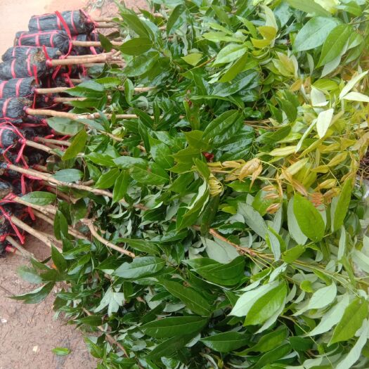 灵山县桂味荔枝苗