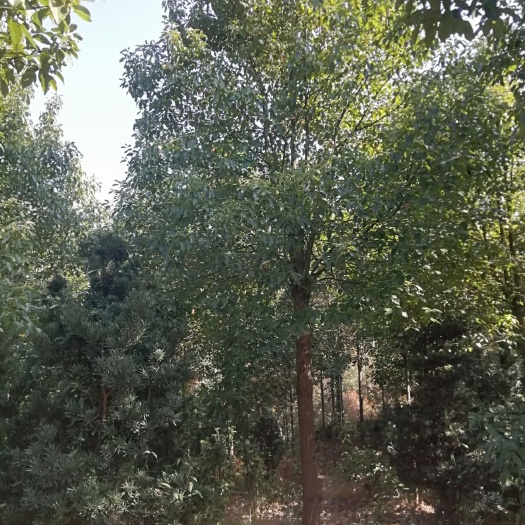 长沙全冠香樟 