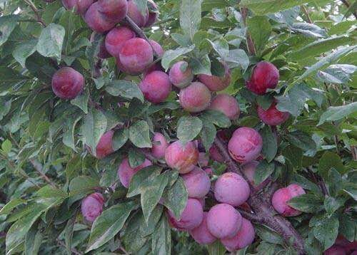 脆红李苗 四川基地批发脆红李子苗品种规格齐全 一年挂果产量高诚信经营