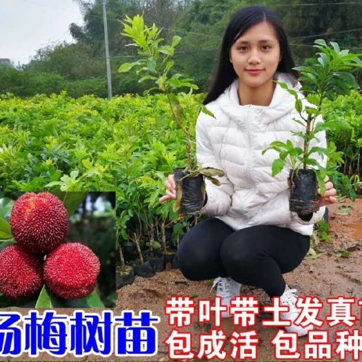灵山县东魁杨梅树苗，黑炭杨梅，早熟杨梅￼大的因果