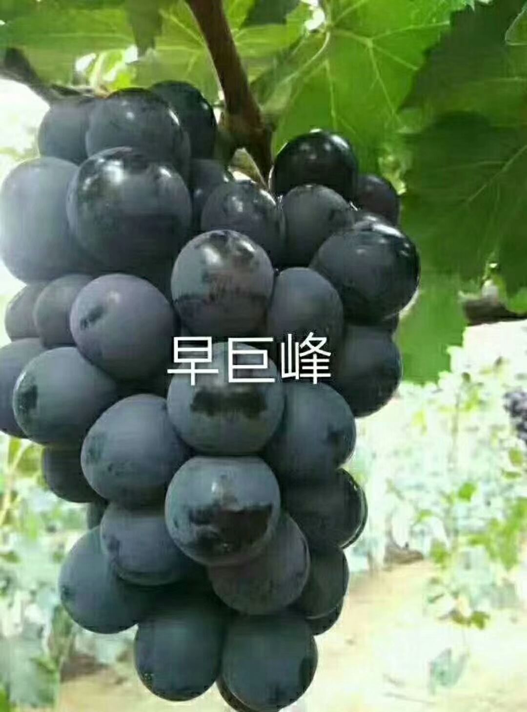 巨峰葡萄苗 實(shí)生苗 裸根苗