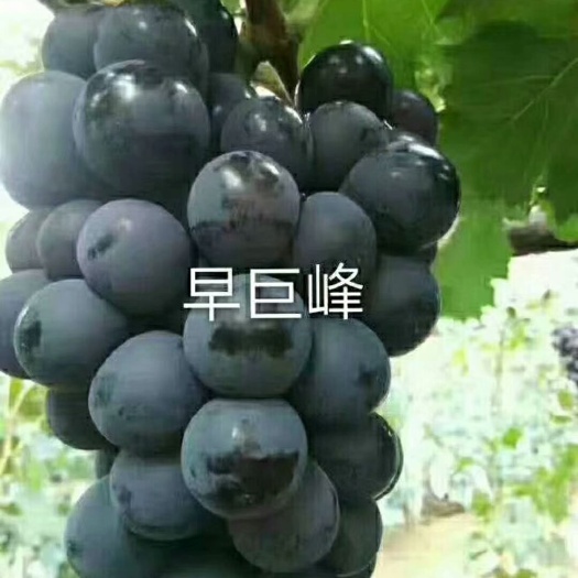 卢龙县巨峰葡萄苗 实生苗 裸根苗