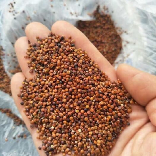 深圳红藜麦 
