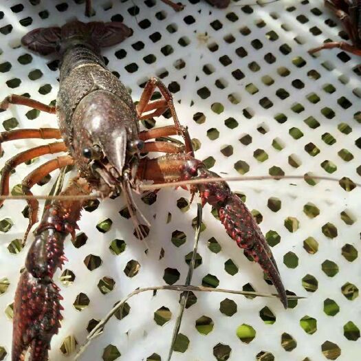 连云港清水小龙虾 7-9钱 人工养殖 硬规格，品种保证