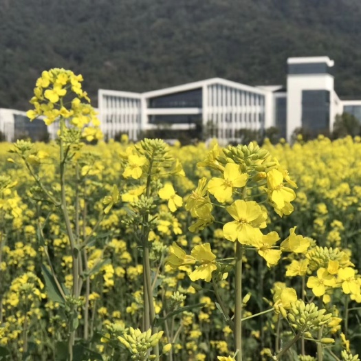 昌宁县自榨纯菜籽油 