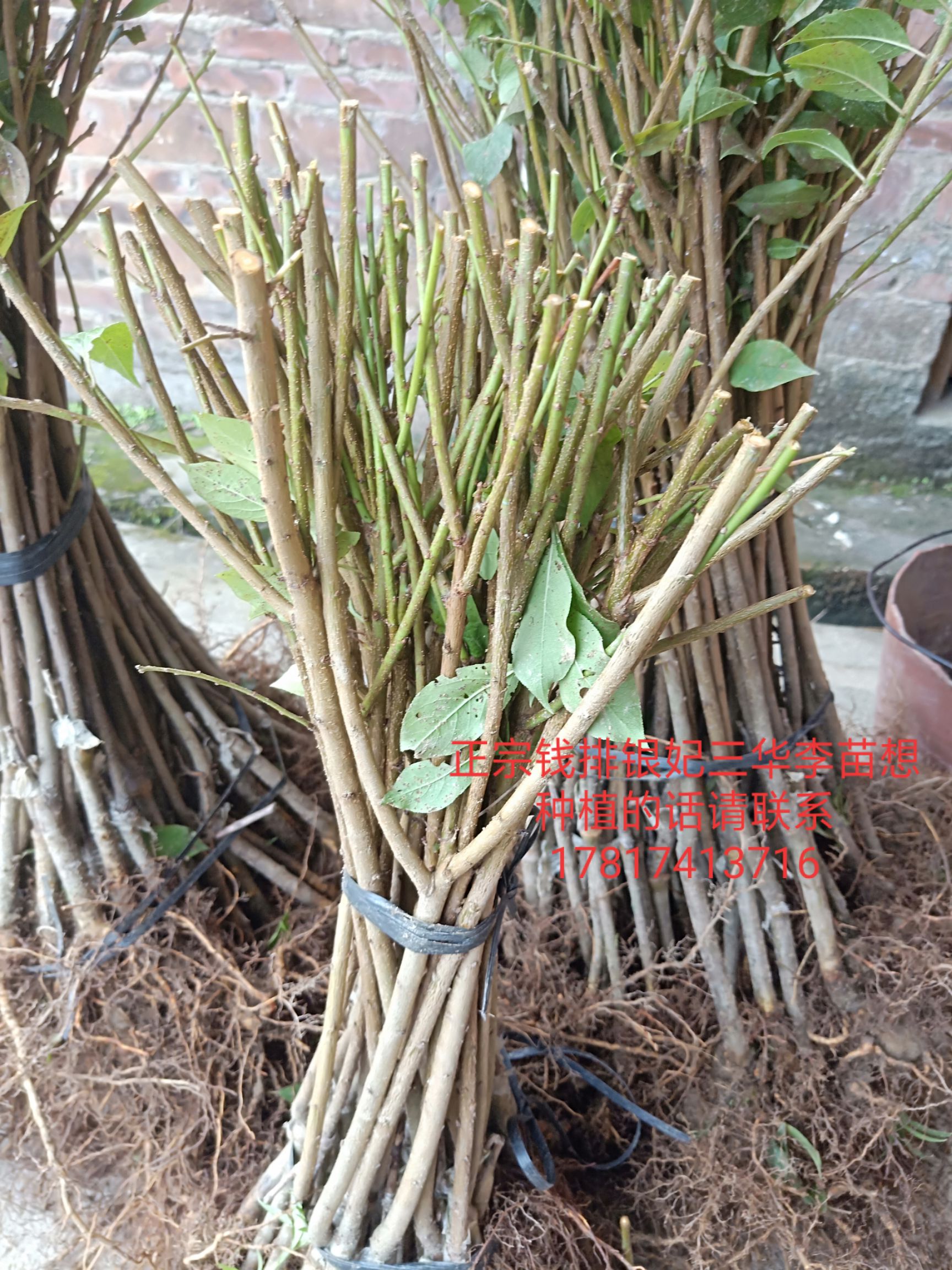 银妃三华李苗  银妃改良新品种三华李苗