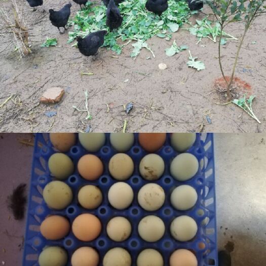 攸县土鸡蛋 食用 散装 