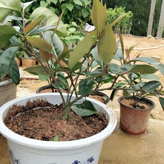 灵山县粉红黑老虎苗 