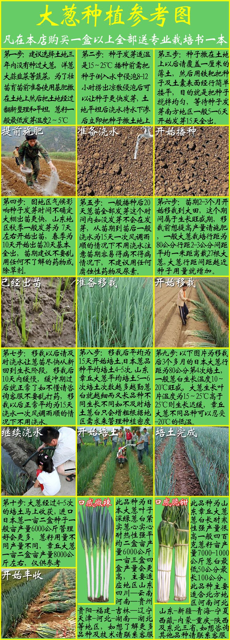 日本钢葱种子 80≥% 常规种