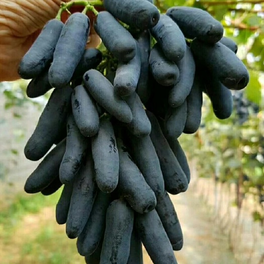 平邑县蓝宝石葡萄苗