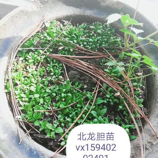 清原县龙胆 北种子
