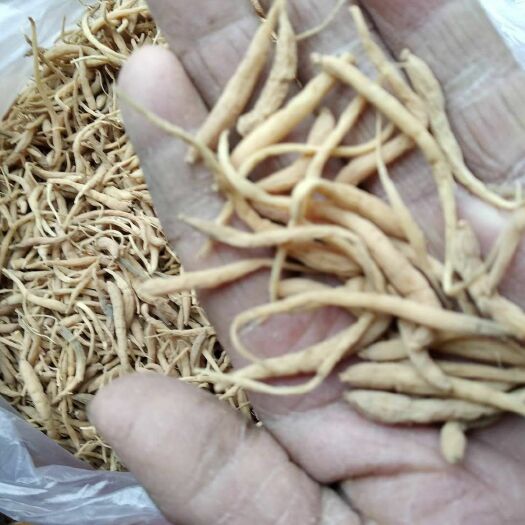 正宗贵州无硫中药材太子参干货泡酒煲汤滋补美味食材产地正品直