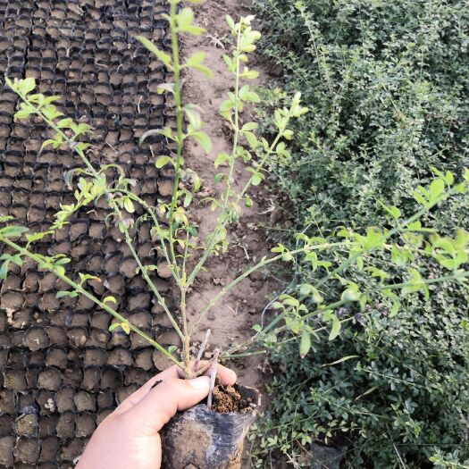 青州市迎春花 
