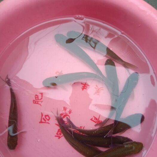 南部县草鱼苗