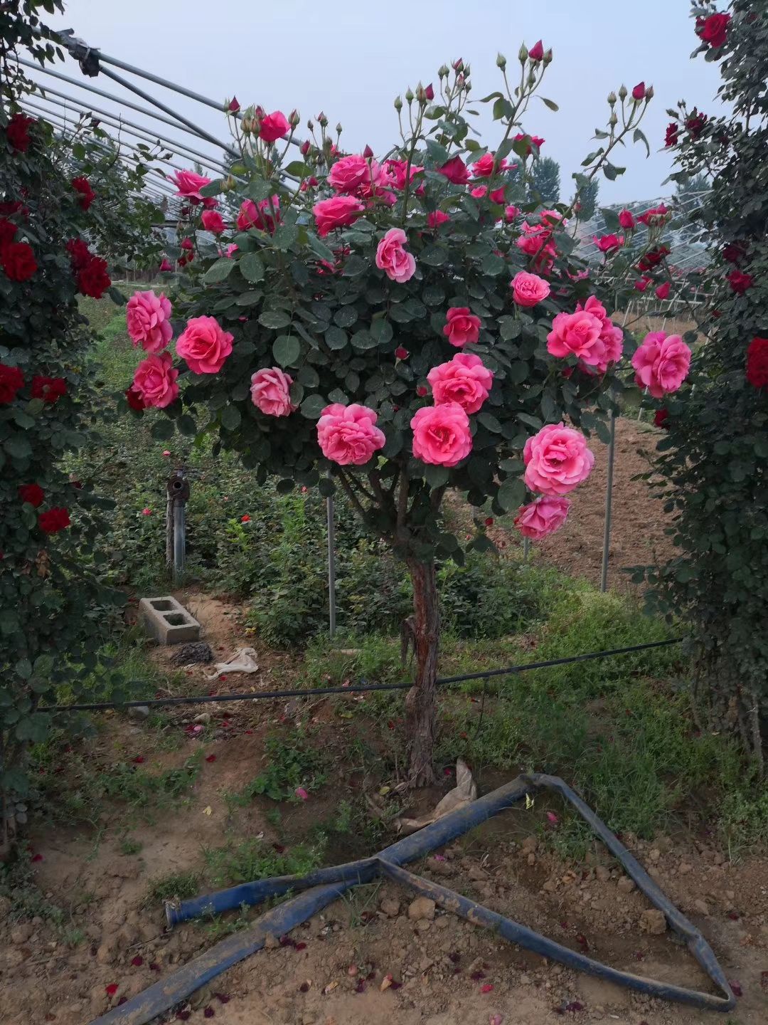 树桩月季 花期长，实用于绿化工程，庭院，赏花就看月季花。