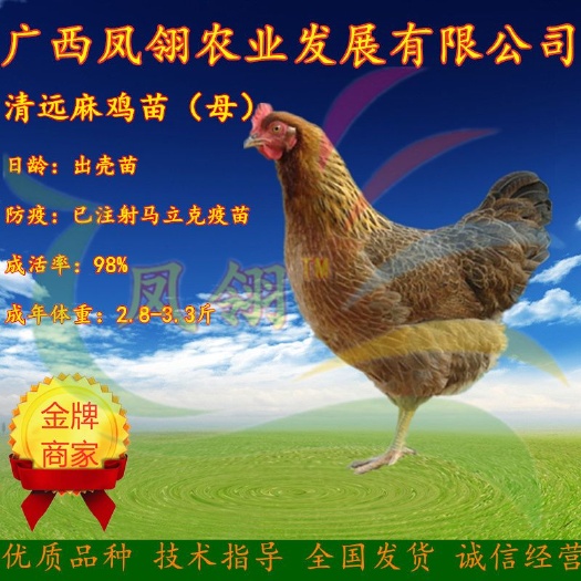 南宁清远2号麻鸡苗 母