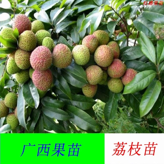 灵山县无核荔枝苗 妃子笑，糯米糍三月红