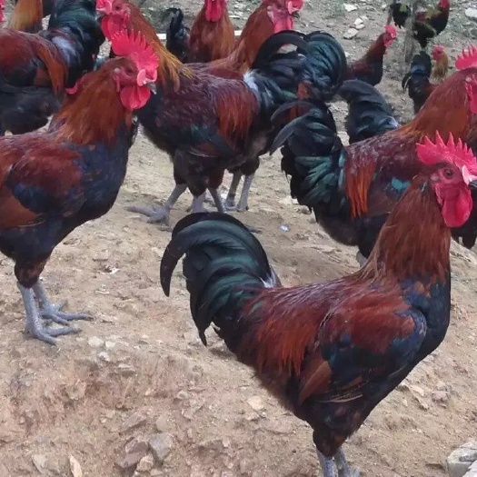 绵阳土鸡苗 