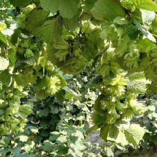 科右前旗平欧榛子苗  一年生平欧大榛子苗