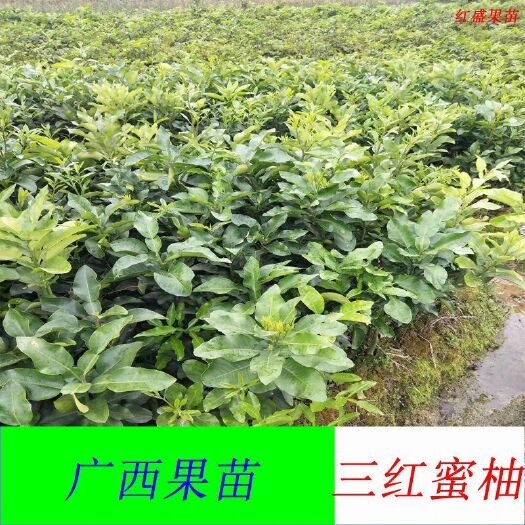 灵山县三红蜜柚苗