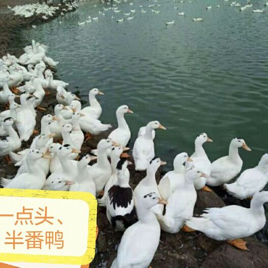 南宁 半番鸭苗M18