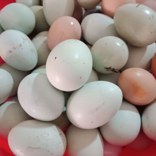 沅陵县土鸡蛋 食用 简包装 