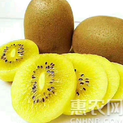 平邑县黄心猕猴桃苗 嫁接苗 