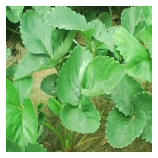 泰安随珠草莓苗 20~30公分 地栽苗 