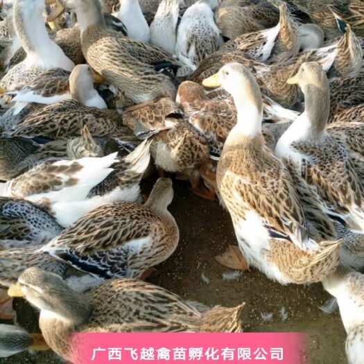 南宁杂交鸭苗 大种杂交鸭