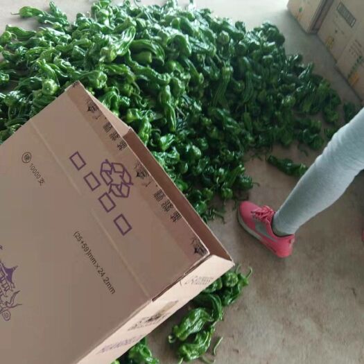 兰陵县薄皮椒  薄皮芜湖椒