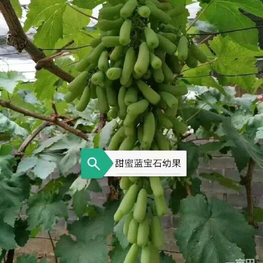 盐池县蓝宝石葡萄苗 
