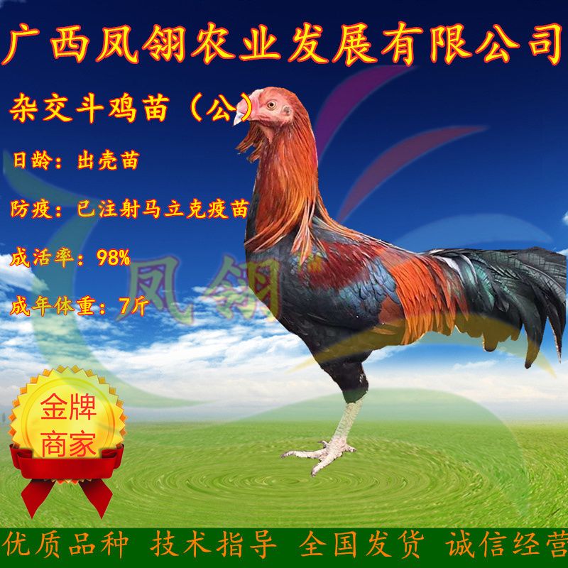 南宁杂交斗鸡苗 改良斗鸡 肉用斗鸡  土鸡中的战斗机