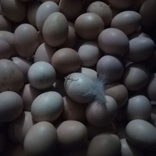 沙洋县土鸡蛋 箱装 食用